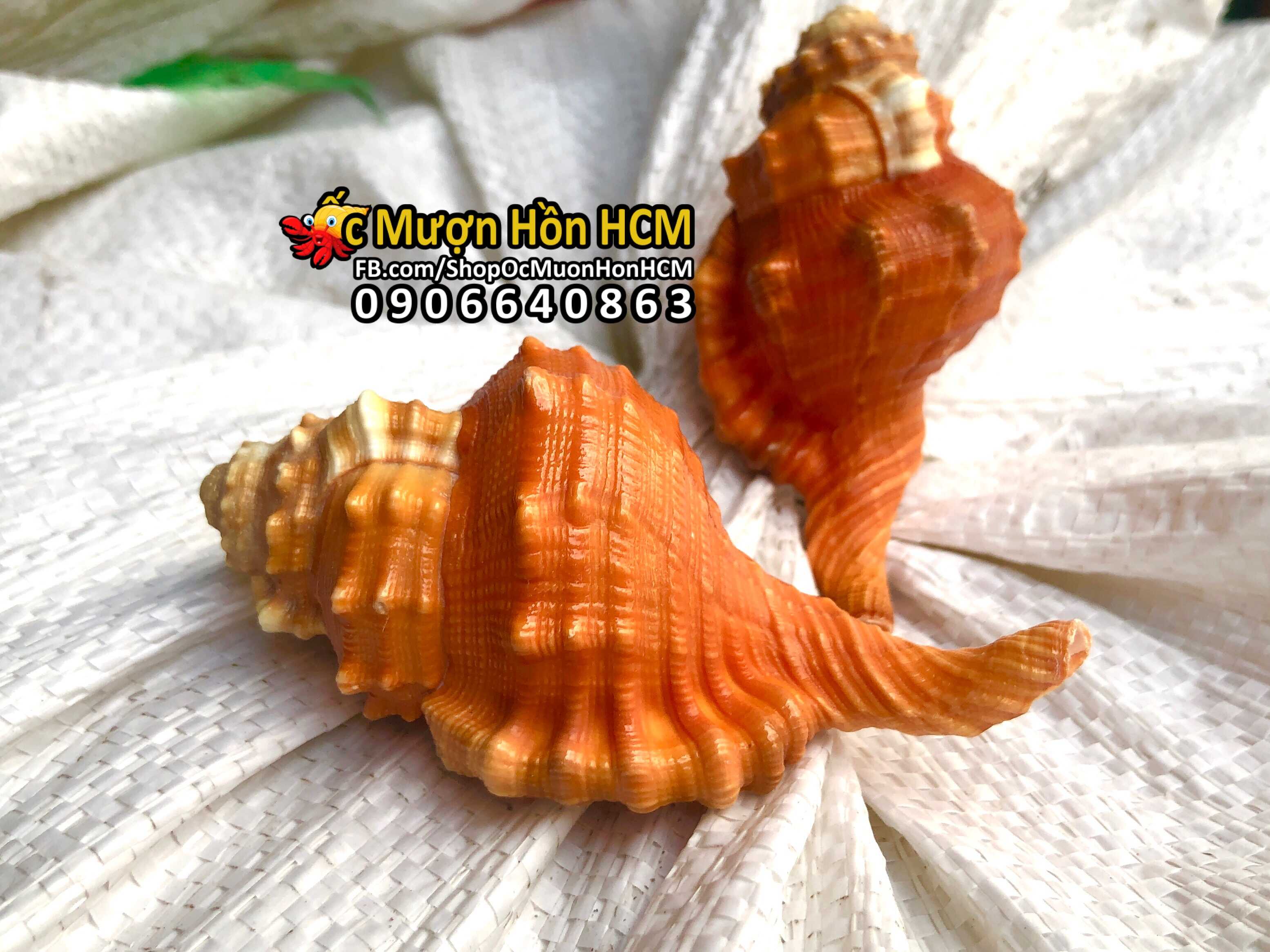 [HCM] [S+/M ] Quà Tặng của Biển - Vỏ Ốc Mượn Hồn - Vỏ Ốc Biển Tự Nhiên - Quà tặng - Trang trí nhà cửa, hồ cá, bàn làm việc