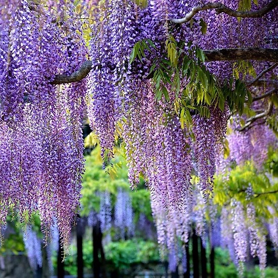 Hoa leo tử đằng tím cây cuộn dài có bầu đất - FREE SHIP TỪ 50K