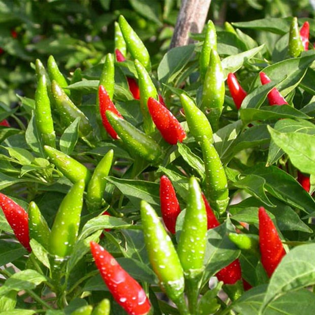 Rd giống ớt chỉ thiên 799
