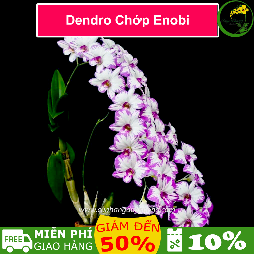 Hoa lan Dendro Chớp Enobi  - Chậu bán như hình, sai hoa, dễ trồng