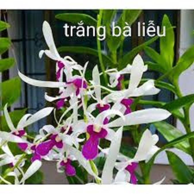 cây giống DENDRO NẮNG BÀ LIỄU THƠM siêu hoa, hoa siêu thơm