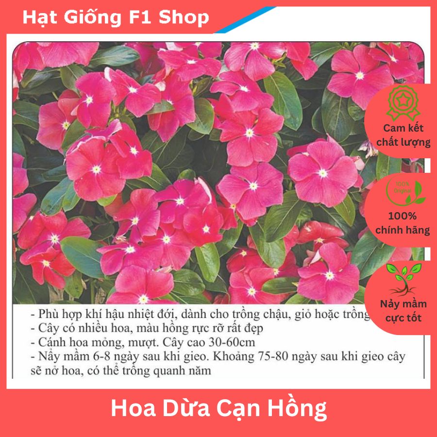 Hạt giống hoa dừa cạn hồng trồng chậu
