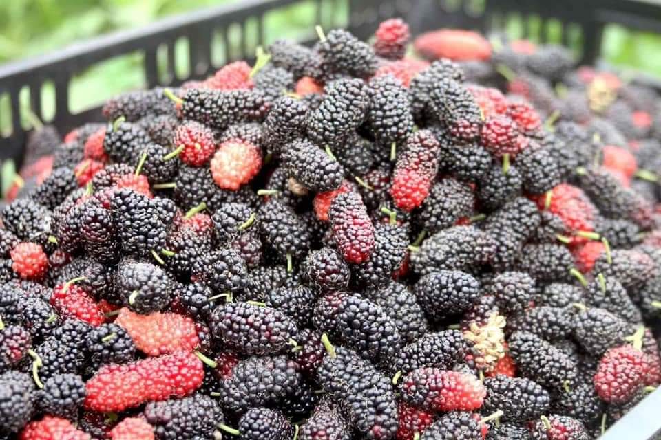 [HCM]Dâu tằm ngâm đường phèn  thùng 3 kg uống bao phê