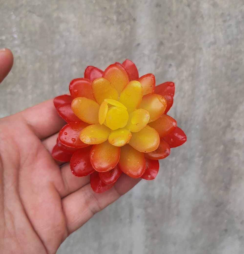 Cây hoa nhựa: Sen đá Ruby đỏ nhựa