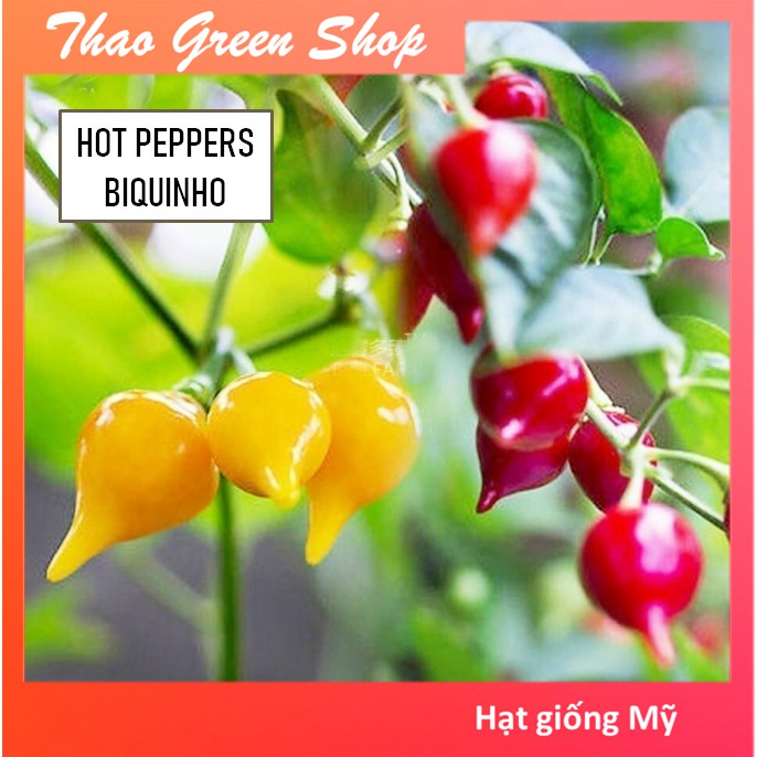 Hạt giống Ớt Mỏ Chim (Ớt Anh Đào) Đỏ - Vàng
