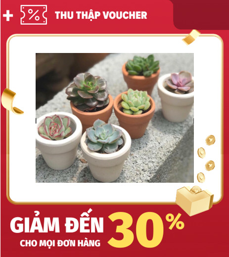 Chậu sen đá mini gồm cây và chậu