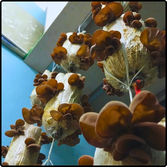 Phôi nấm Mộc nhĩ và Sò Thái