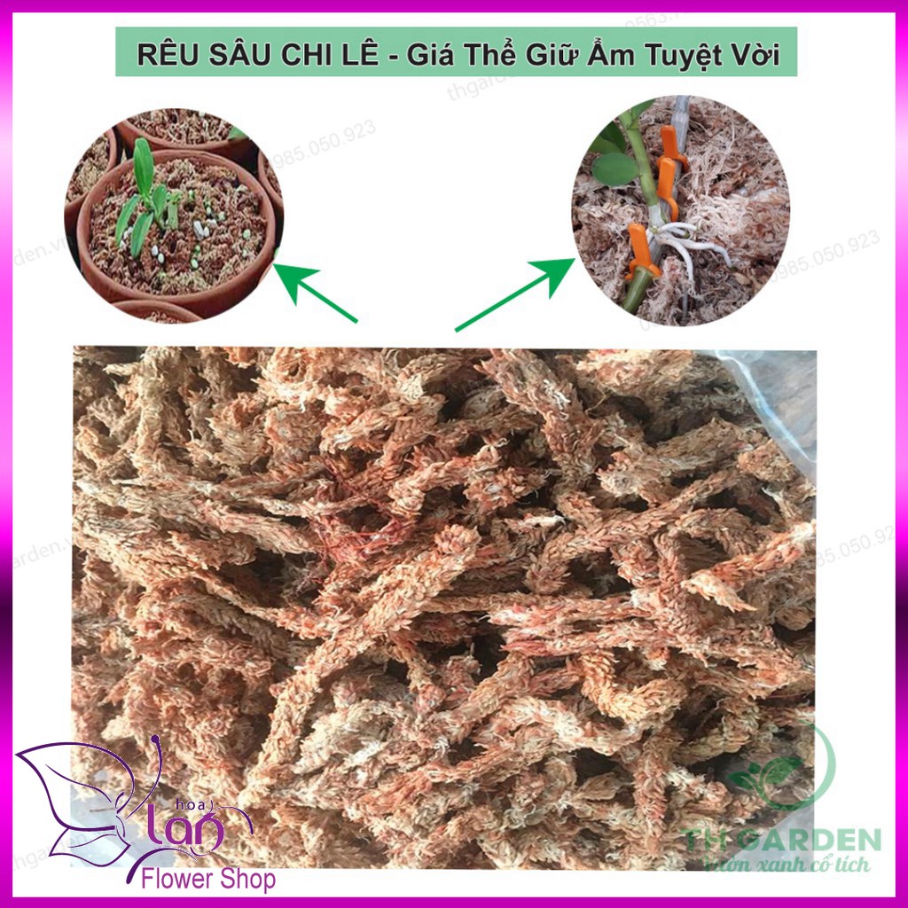 RÊU SÂU CHI LÊ RÊU TRẮNG CHI LÊ HAY CÒN GỌI LÀ DỚN CHI LÊ 100gr - GIÁ THỂ TRỒNG PHONG LAN