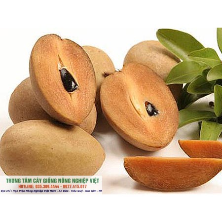 Cây Hồng Xiêm Xuân Đỉnh giống chuẩn đại