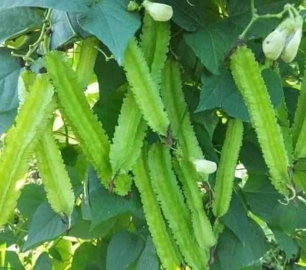 Hạt giống đậu rồng _ đỗ khế