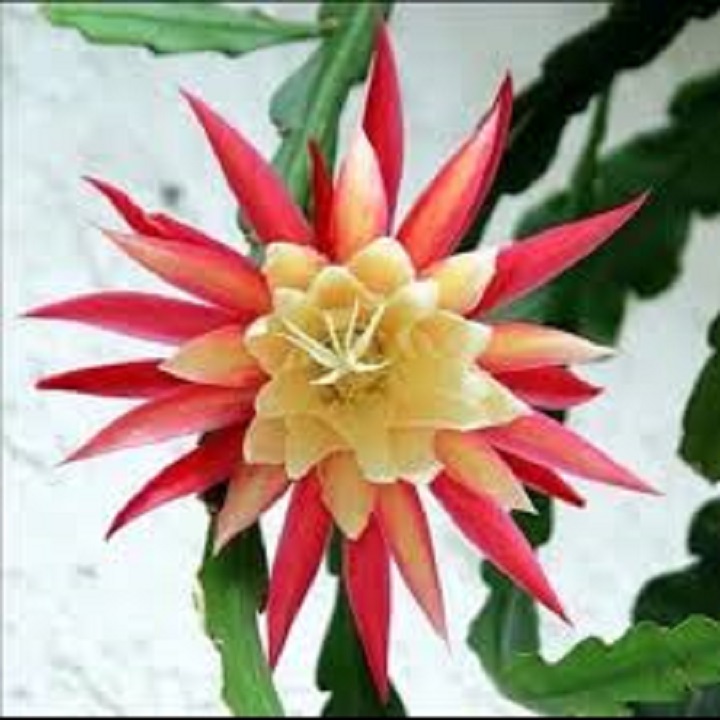 CÂY GIỐNG HOA NHẬT QUỲNH XƯƠNG CÁ CHUẨN GIỐNG F1