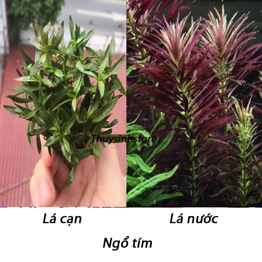 Cây thủy sinh ngỗ tím 15 nhánh