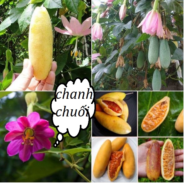 Hạt giống chanh leo chuối leo dàntặng kèm phân bón