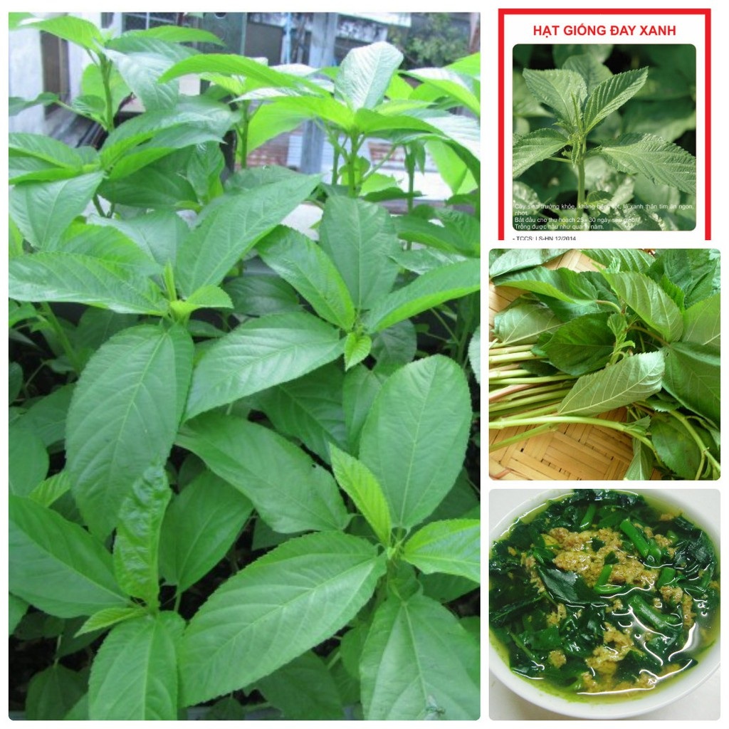 Hạt giống rau đay xanh dể trồng/gói 20 gram