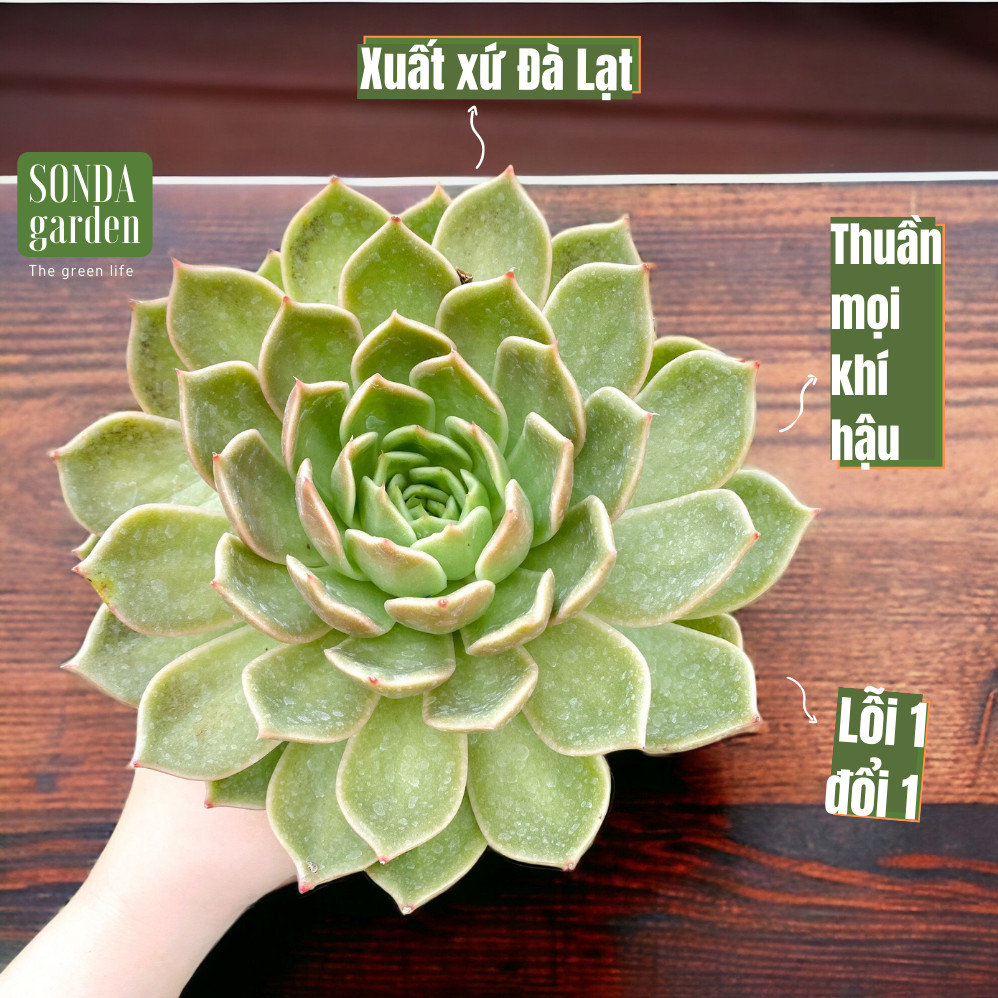 Sen đá đế vương xám khổng lồ 13-15cm siêu khỏe đẹp lỗi 1 đổi 1