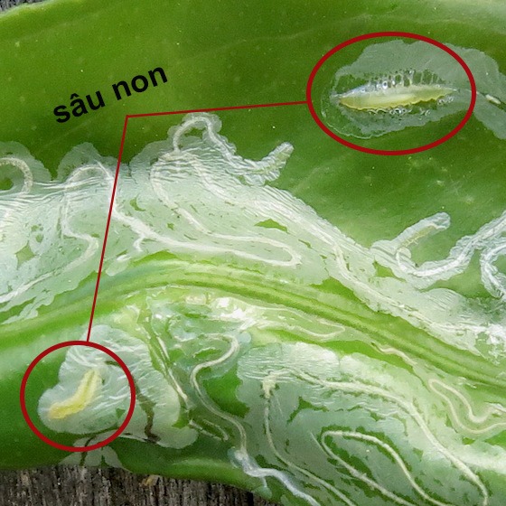 Thuốc trừ sâu dòi đục lá sâu vẽ bua (AJUNI 50WP)