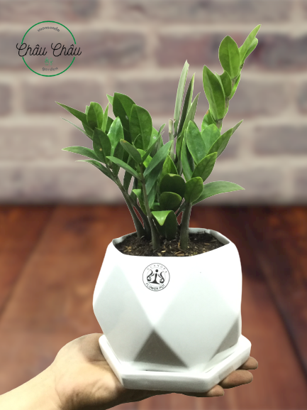 Kim tiền thái để bàn - có chậu sứ & dĩa lót - cây phát tài thái