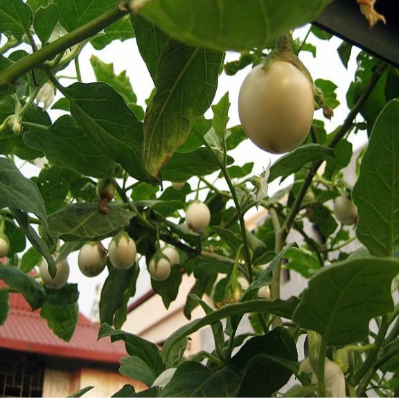 Hạt giống cà pháo trắng lucky seeds-2gr
