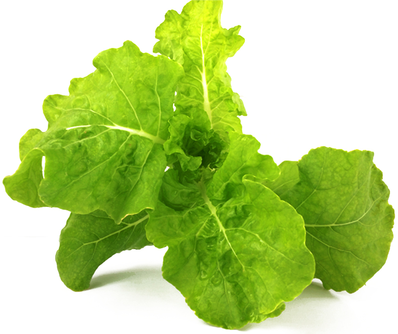 10g Hạt giống Cải dún