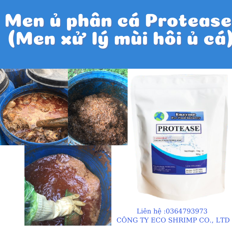 Men ủ phân cá protease, giảm mùi hôi khi ủ phân cá