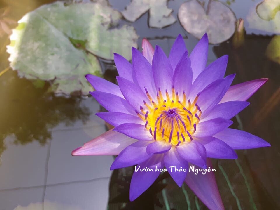 [RẺ VÔ ĐỊCH] Cây hoa súng Thái Lan màu tím Huế Đ-05