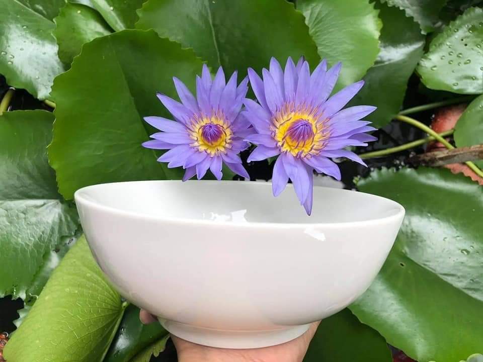 Bộ 3 tô sứ trắng cao cấp dày dặn kích thước 20cm, tô sứ lớn Duyenlinh22