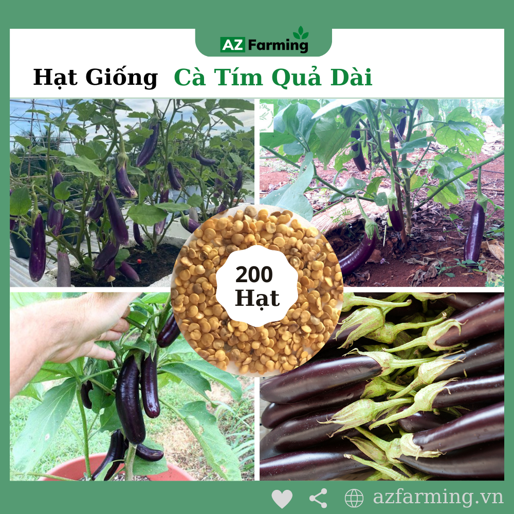 Hạt giống cà tím quả dài - gói 200 hạt - az farming