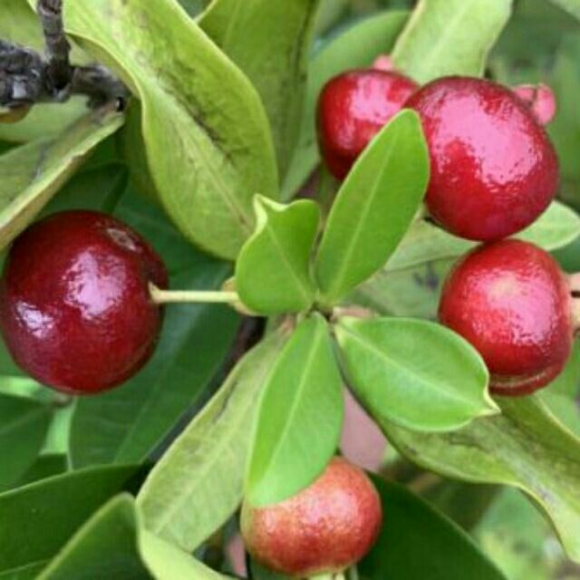 Cây Chery brazin nhập khẩu 100% chịu nhiệt - FREE SHIP TỪ 50K