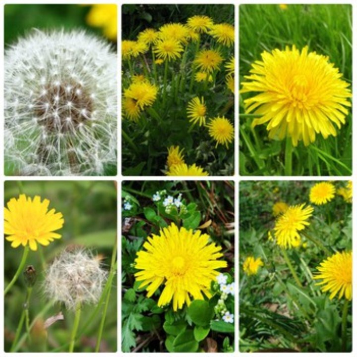 gói 100 hạt giống hoa bồ công anh mua 5 sản phẩm tặng 1