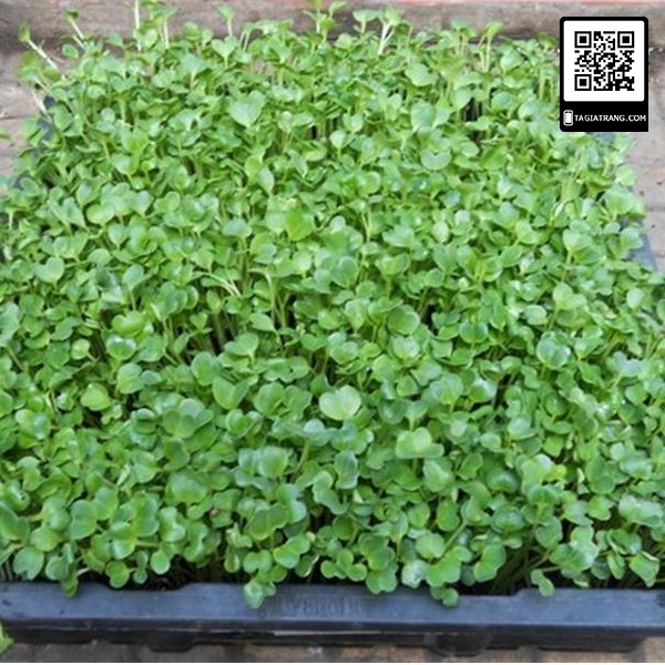 Hạt giống rau mầm súp lơ xanh-Shop hạt giống Tạ Gia Trang