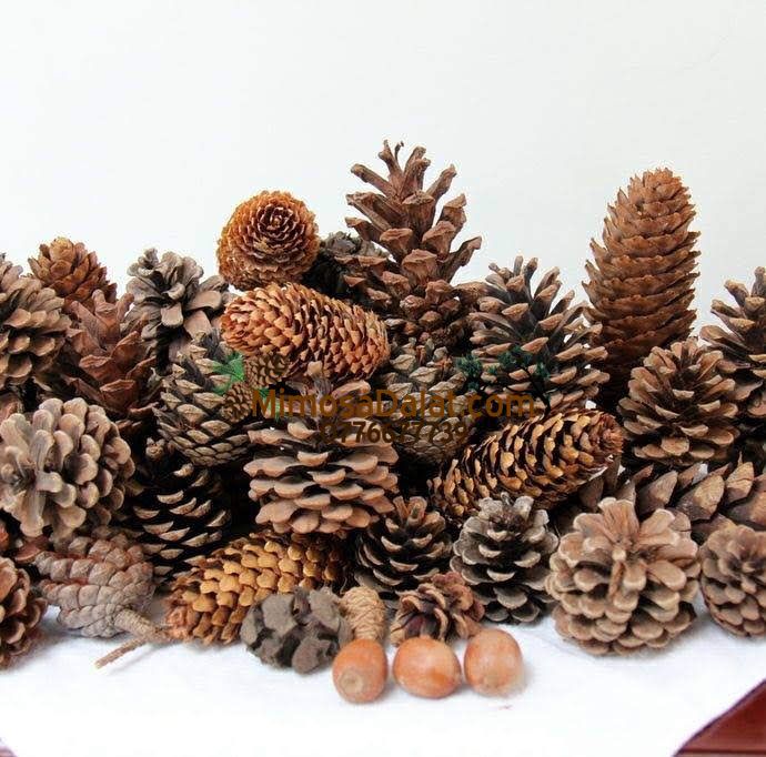 Bán Quả Thông [ Bán trái thông khô nhiều size/1kg, 40- 60 quả]