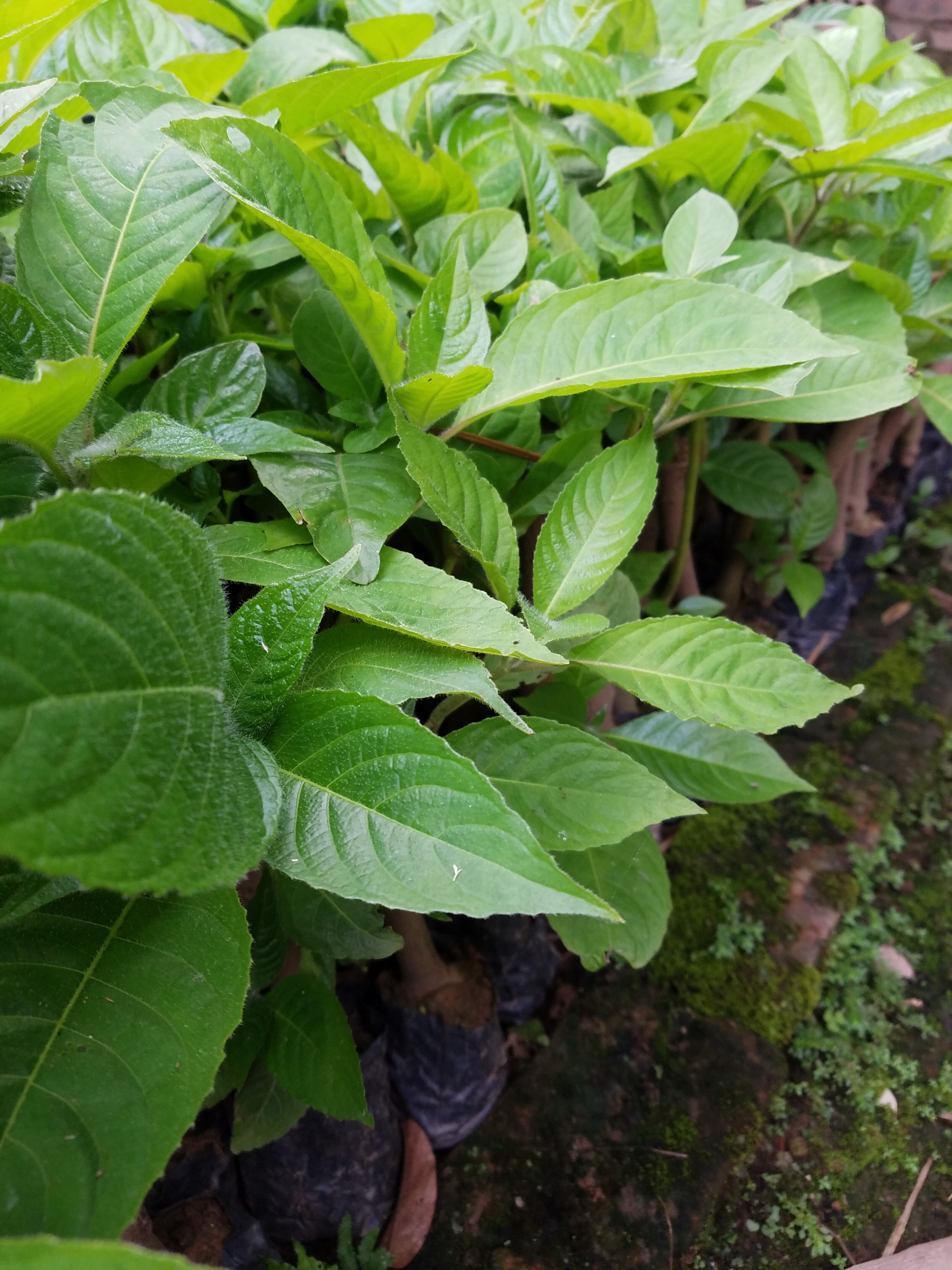 Chè đại cây trong bầu thân to như hình - Đơn hàng 100k có quà tặng