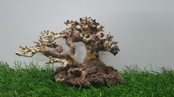 Lũa bonsai cấy rêu ôm đá(N 17- C10)