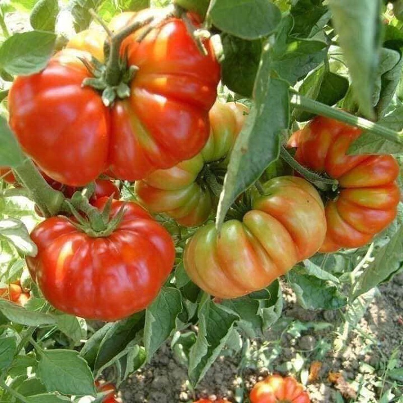 Hạt giống cà chua hoa thị , đóng gói 0,1gr