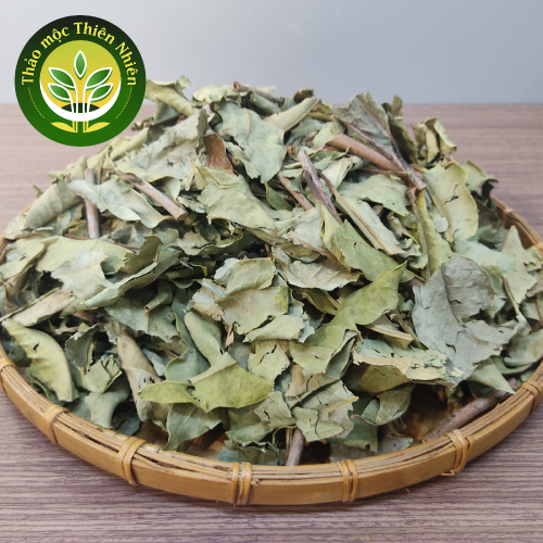 Lá vối nếp Hòa Bình sấy khô siêu sạch, giảm cân hiệu quả, thanh nhiệt, giải khát, kích thích tiêu hóa, giúp giảm gout [500 gram - 1kg] l Kho thảo mộc thiên nhiên