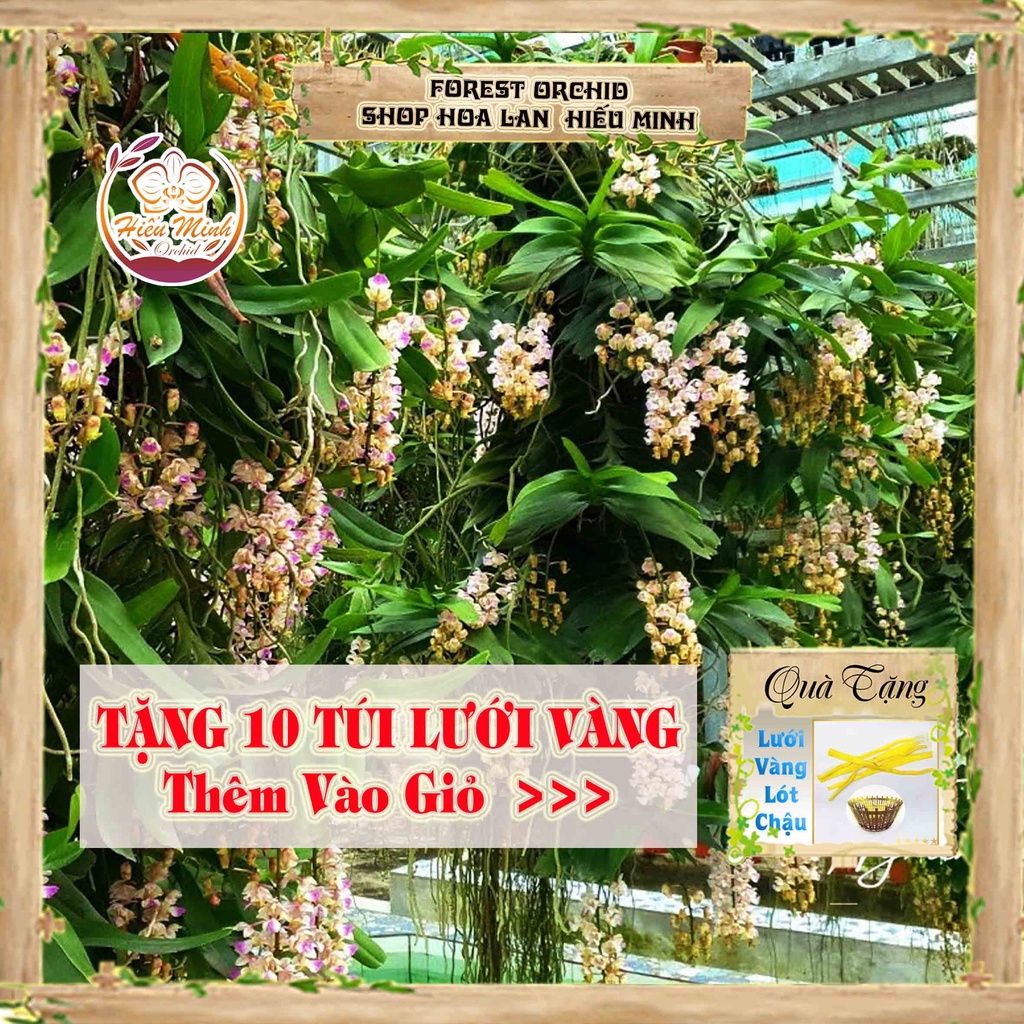 Hoa lan đột biến tam bảo sắc, quế tháng 4-5 phong lan rừng tây bắc, lào, cây giống giá rẻ, phi điệp 5 cánh trắng tím