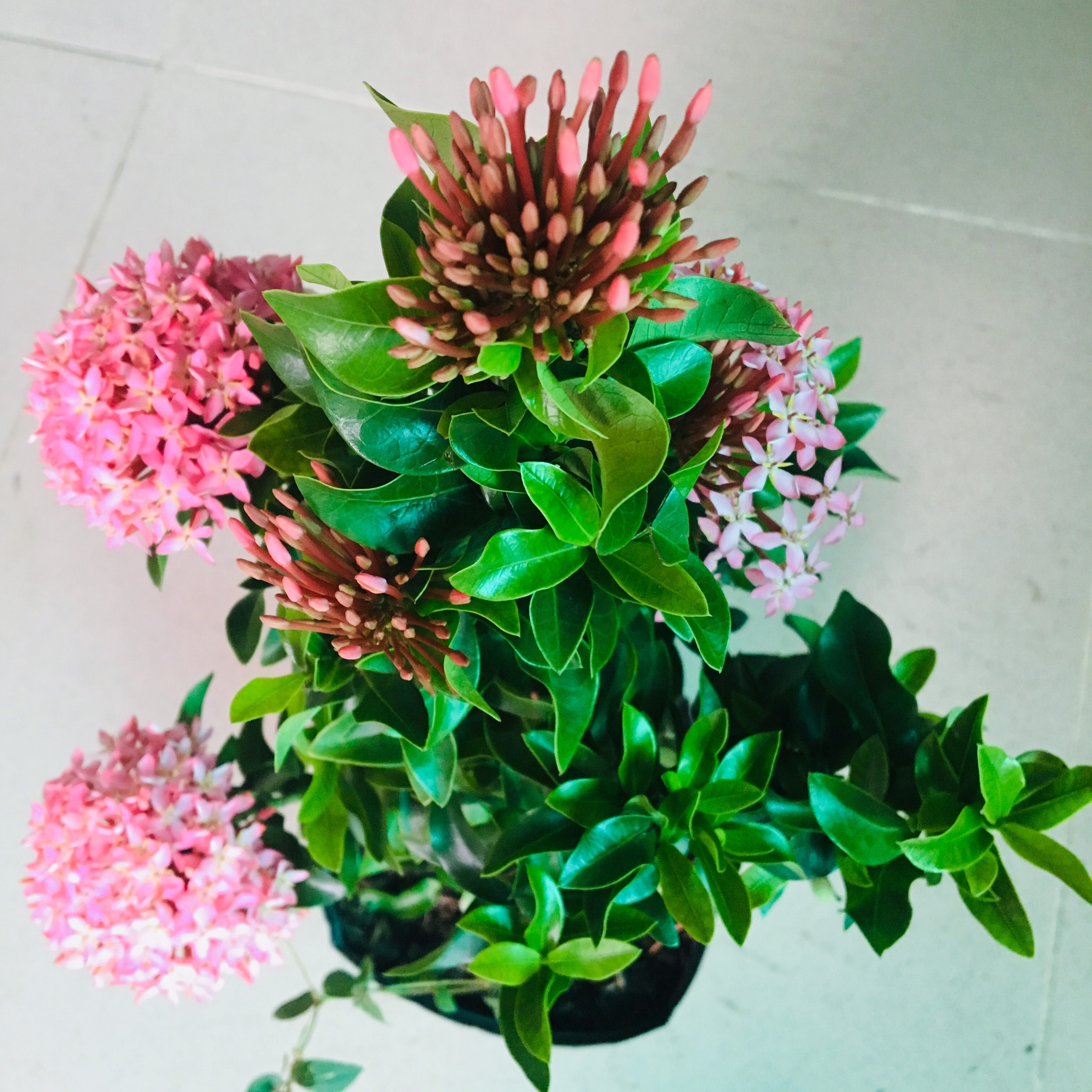 CÂY HOA MẪU ĐƠN MINI ĐỂ BÀN MÀU HỒNG PHẤN - CÂY BÔNG TRANG HỒNG PHẤN