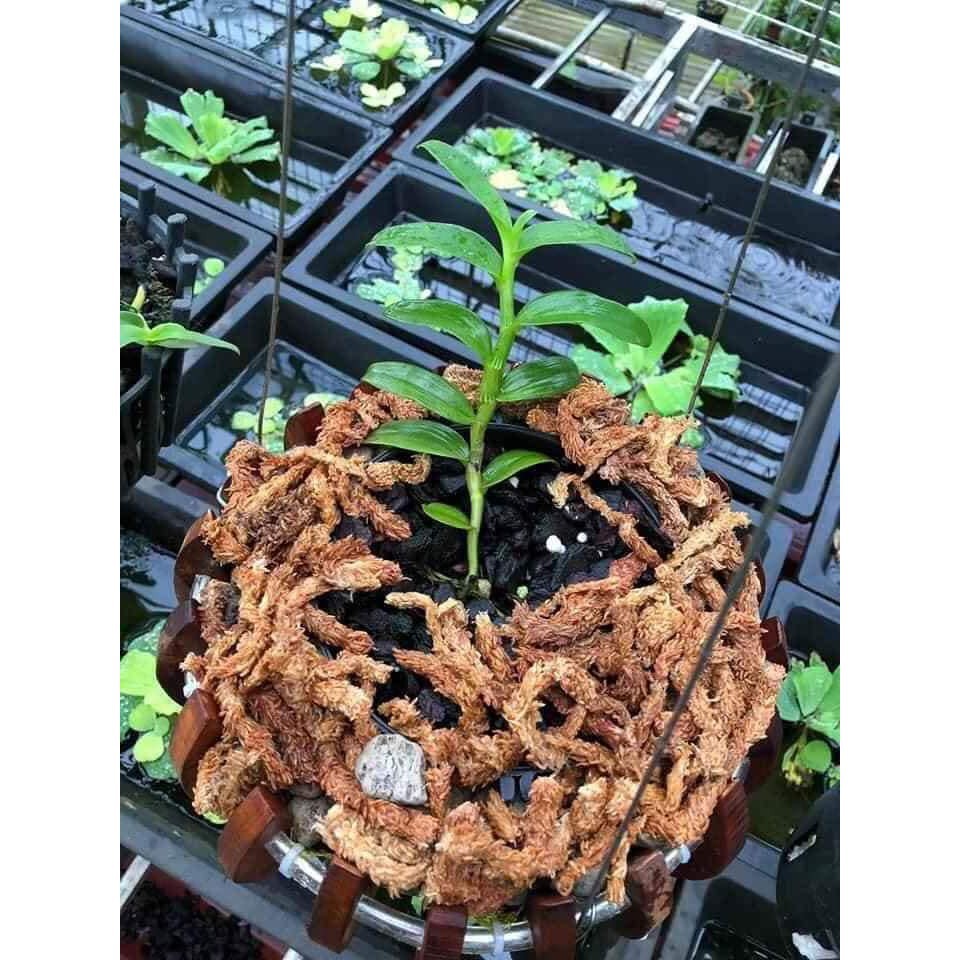 Rêu sâu chile ⚜️freeship⚜️ dớn chile túi 100g
