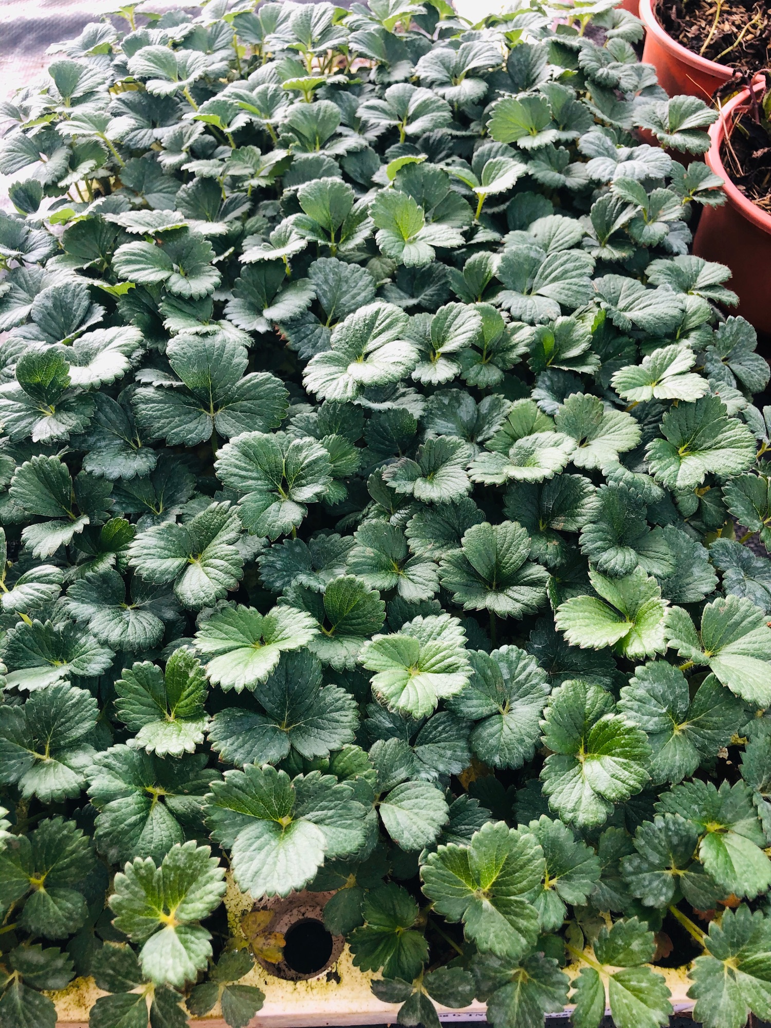 Combo 5 cây dâu Mỹ albion (cây mô)