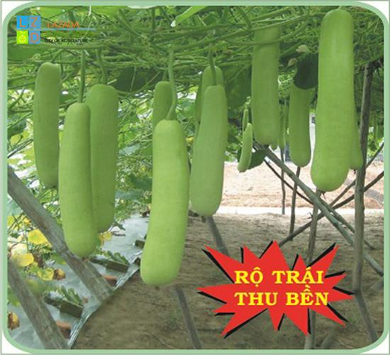 [HCM]Hạt giống bầu lai F1 King PN-668 (1gr)_kháng bệnh đầu trâu .