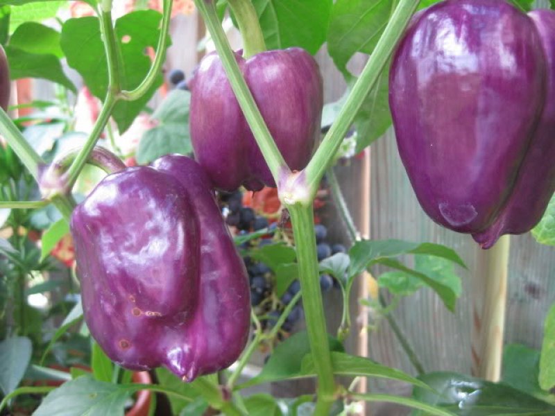 [HCM]Hạt giống ớt chuông tím cao cấp dễ trồng