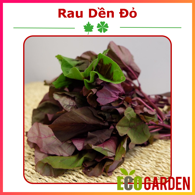 Hạt giống rau dền đỏ - 20 gam