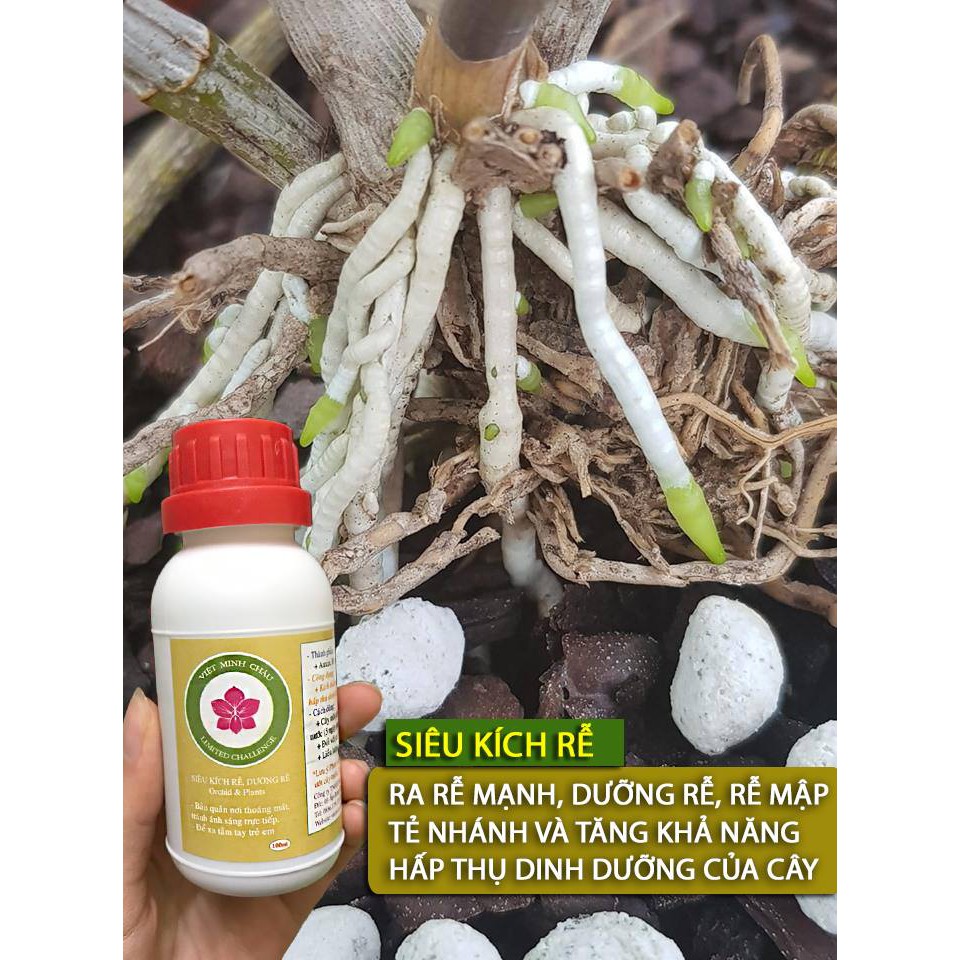 { } Siêu kích rễ VMC