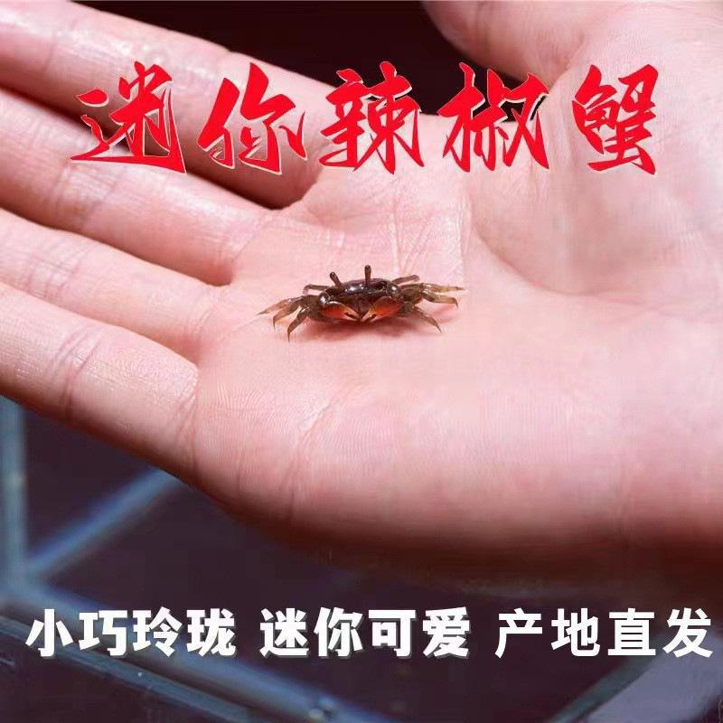 [GOOD] Cua Ớt  Cua Cưng Cua Xem Cua Bán Buôn