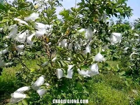 TÚI BỌC TRÁI CÂY BỌC ỔI 100 TÚI CÓ DÂY RÚT 16x20CM