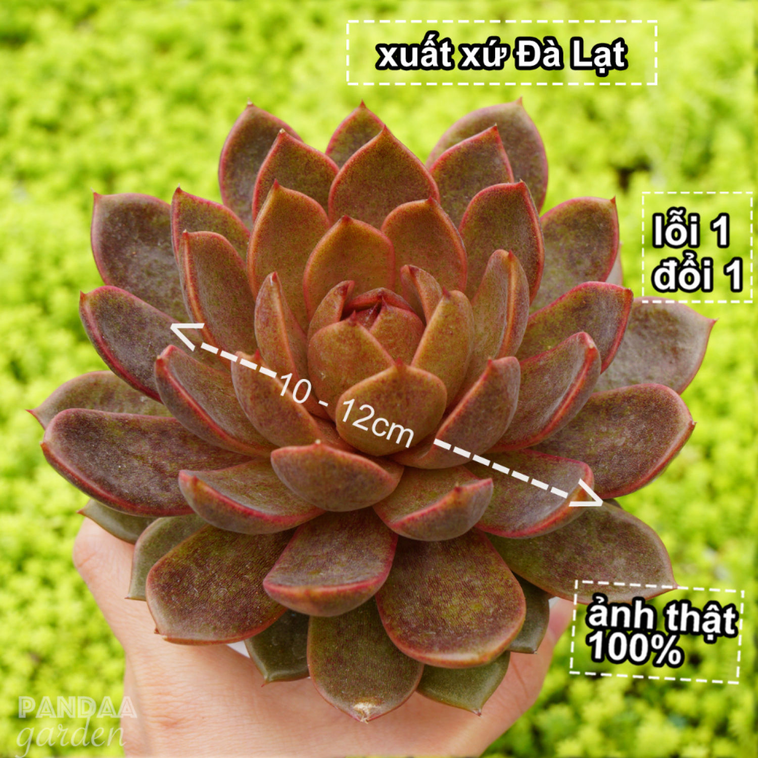 Sen đá black queen size 10-12cm, sen đá để bàn, pandaa garden xứ đà lạt thuần chủng thích nghi mọi khí hậu, lỗi 1 đổi 1