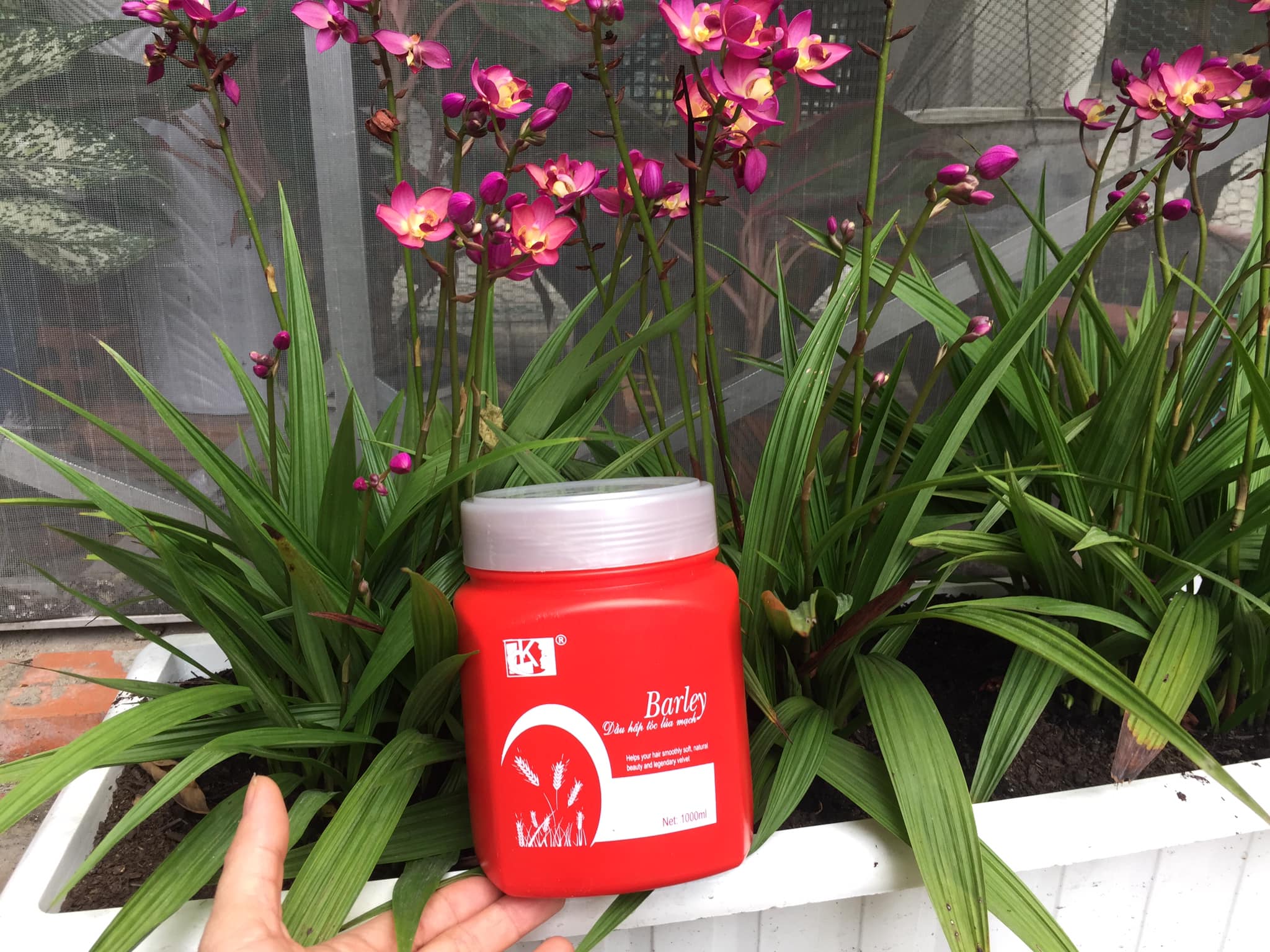 Dầu hấp Barley đỏ LK chiết xuất lúa mạch 1000ml
