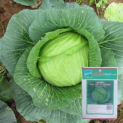 Gói 0.3g - Hạt Giống Bắp Cải Hàn Quốc F1 Phú Nông - Chịu nhiệt, dễ trồng, năng suất cao, sinh trưởng khỏe phát triển mạnh mẽ tỉ lệ nảy mầm cao Divi Store