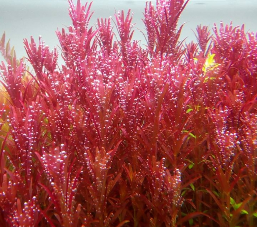 Cây vảy ốc đỏ lá nước_Cây Rotala -đỏ - Cây thủy sinh cắt cắm trung cảnh hậu cảnh