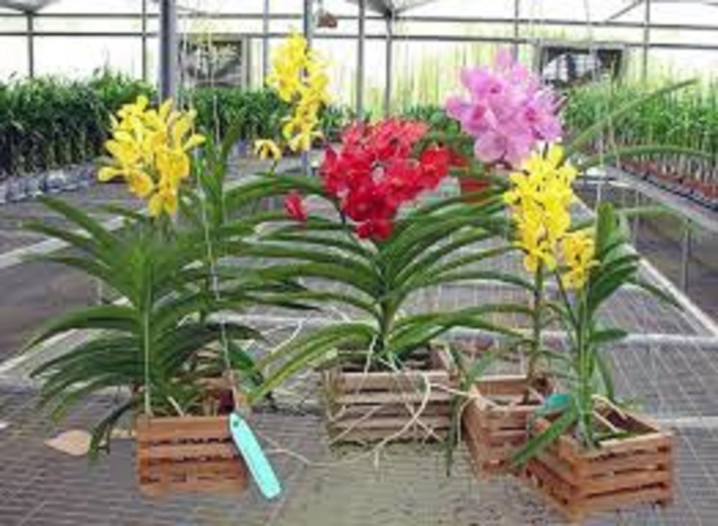 Cây giống lan vanda, hàng nhập thái lan, đủ màu siêu đẹp siêu rẻ